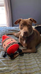 Personalized Pet Portrait & Name