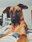 Personalized Pet Portrait & Name
