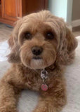 Personalized Pet Portrait & Name