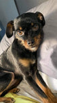 Personalized Pet Portrait & Name