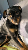Personalized Pet Portrait & Name