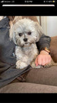 Personalized Pet Portrait & Name