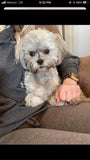 Personalized Pet Portrait & Name