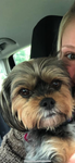 Personalized Pet Portrait & Name