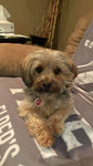 Personalized Pet Portrait & Name