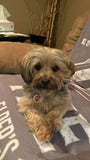 Personalized Pet Portrait & Name